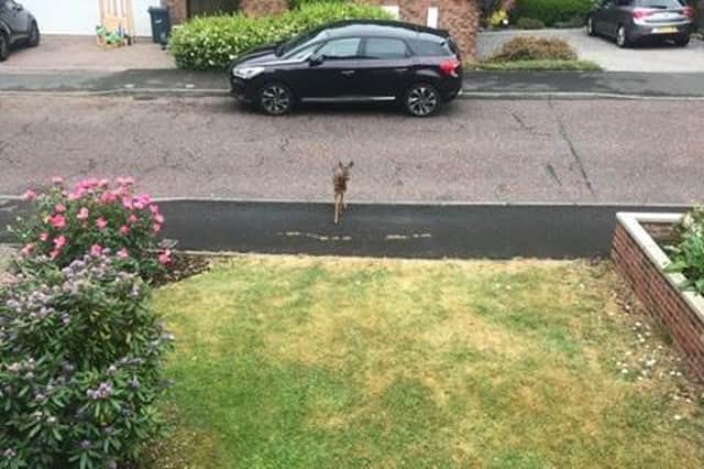 Emma said she was working from home when she suddenly saw a deer in her front garden.