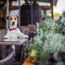 Dog-friendly businesses