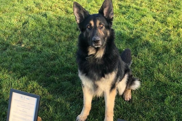 In November 2020, Sonny, and his handler, received two awards for his work tracking and locating two injured people in Hertfordshire and Cambridgeshire.