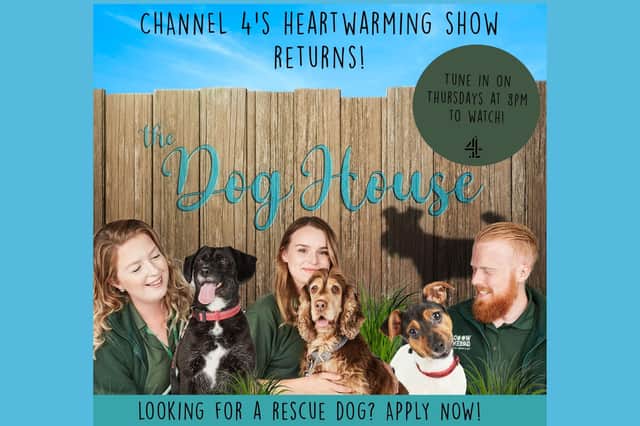 The Dog House on Channel 4: Could you give a rescue dog a loving home in  the North East? | Sunderland Echo