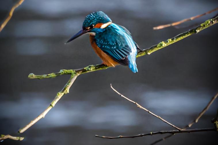 A kingfisher waits for its prey