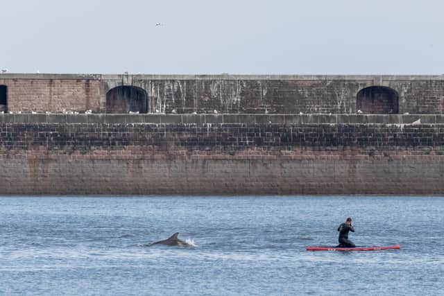 In another shot, Daz Martin snapped the moment a paddle boarder was close to one of the pod.