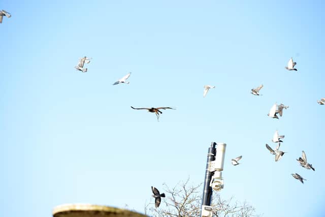 A glimpse of Horatio the hawk is enough to scatter a flock of seagulls. Picture by Stu Norton.