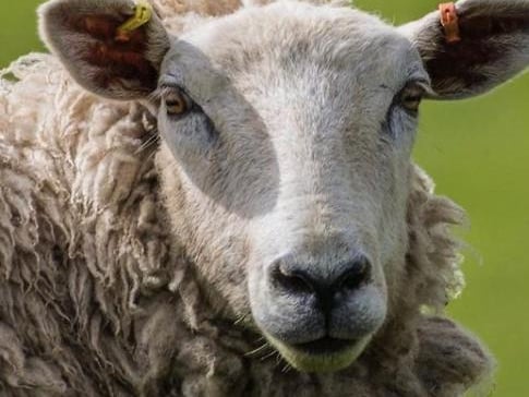 @rasphotography2020 got very near this sheep to take the photo!
