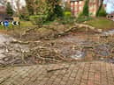 The fallen tree in Tunstall Road, Sunderland.