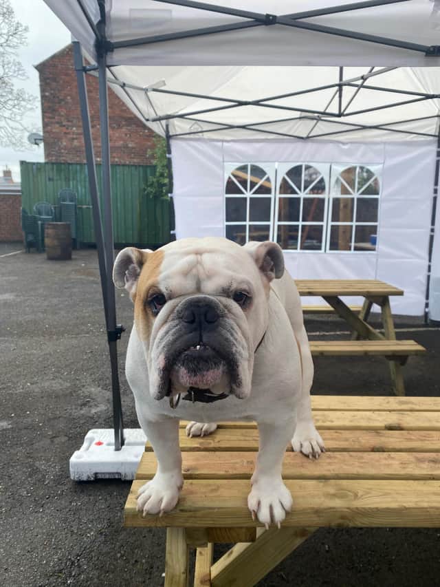The outdoor bar will be named after pub mascot Bruce the bulldog
