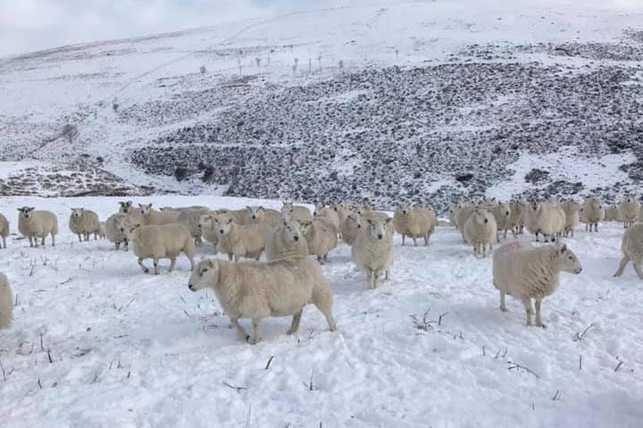 Sheep feeding at Greenside Hill, near Powburn. Picture: Penny Hucheon