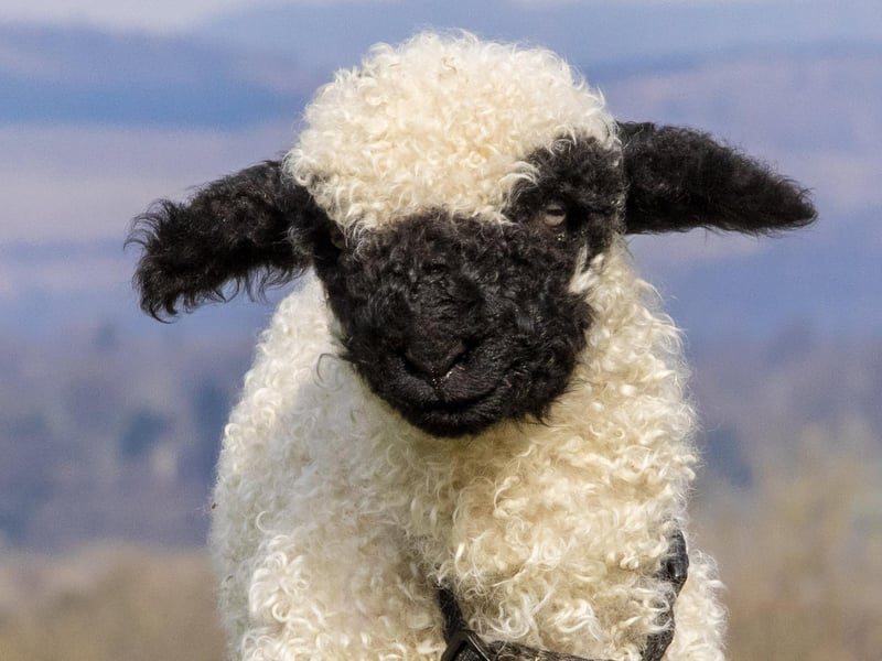 Gia the two-week-old Valais Blacknose lamb has her legs in casts as suffered nerve damage to her front legs during birth because her legs were too long. A