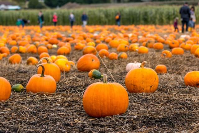 Pumpkin picking has become very popular in the run up to Halloween (Shutterstock)