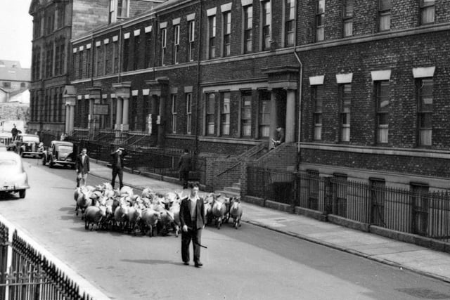 An undated view of sheep being taken through John Street.
