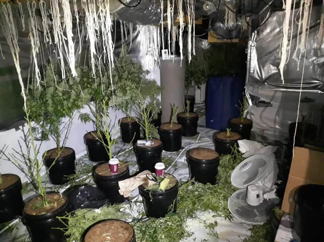 Inside the cannabis farm