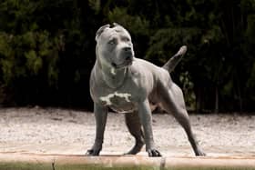 XL bully dogs are to be banned.