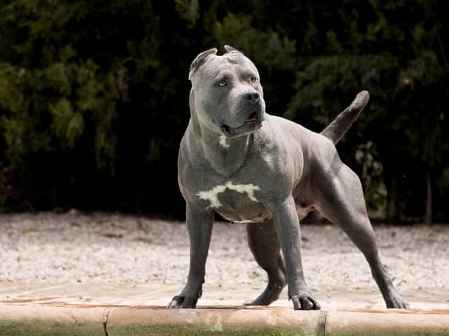 XL bully dogs are to be banned.