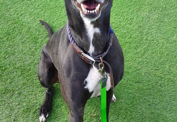 Five year old male Greysal is a sweet Greyhound-Saluki cross who is now looking for his new home. He is good with dogs, but staff feel he would be better in a pet-free home as he is very prey-driven.