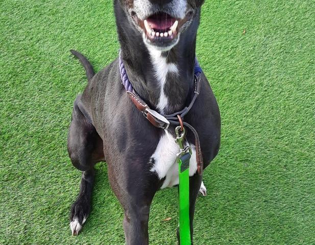 Five year old male Greysal is a sweet Greyhound-Saluki cross who is now looking for his new home. He is good with dogs, but staff feel he would be better in a pet-free home as he is very prey-driven.