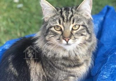 Owners offer a reward for the return of  two-year-old tabby Edna, missing from home at The Shortlands, Matlock, since April 29, 2020.