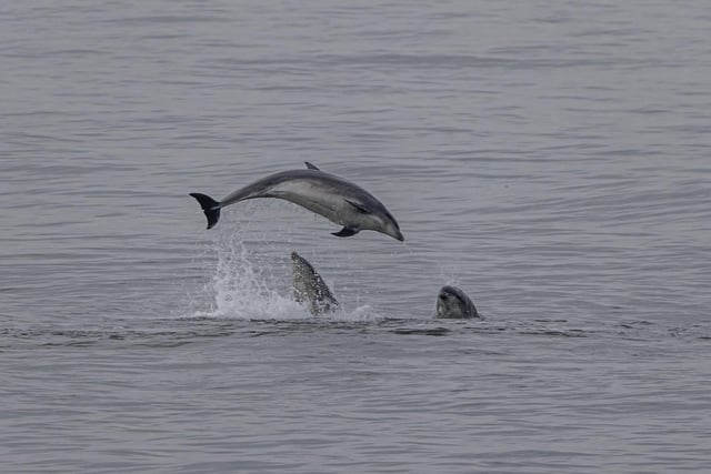 More dolphins are spotted in summer months.