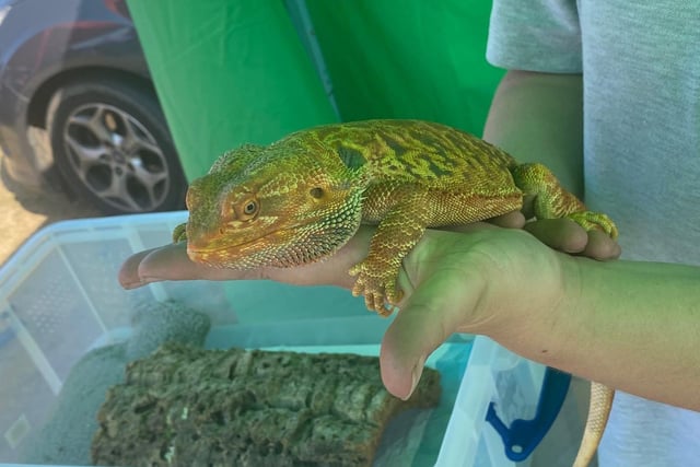 A range of reptiles were on display.