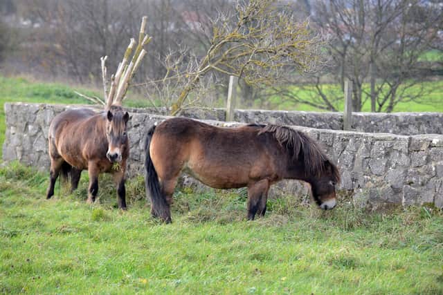 The ponies will remain at Cleadon Hills Local Nature Reserve until Easter.