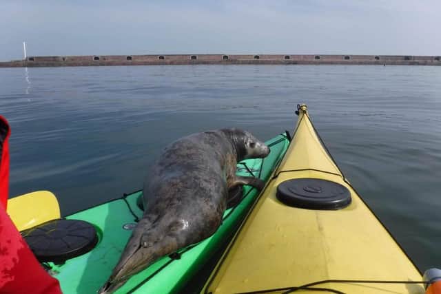 At one point, the seal attempted to move between kayaks. Photo: Mike from Adventure Sunderland.