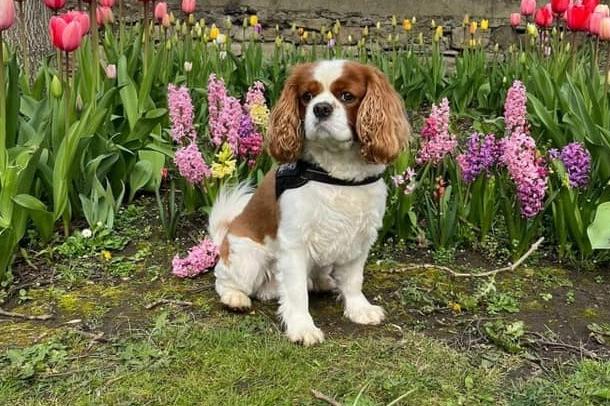 Jasper strikes a pose beside some colourful flowers for International Dog Day.