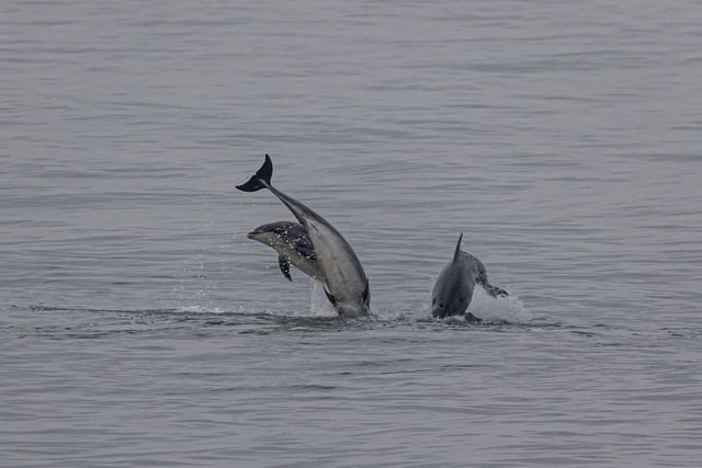The playful dolphins made an appearance this morning.