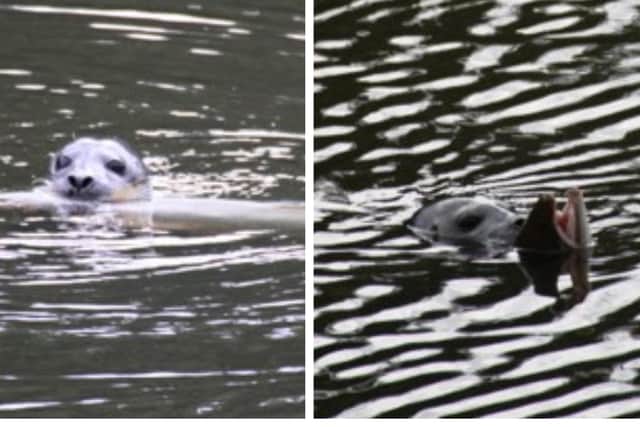 The seal had just caught a large salmon. Picture courtesy of David Render.