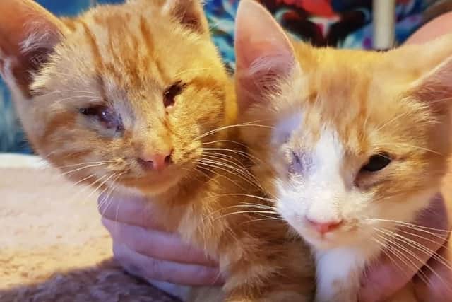 Gabriel and Arthur need an urgent operation after they were found in a builders' yard late last year.