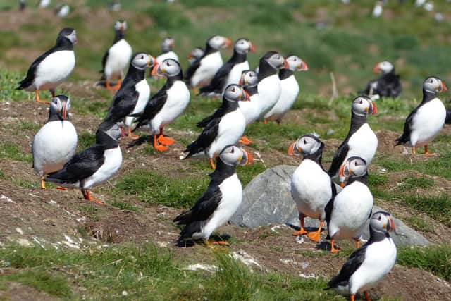 Thousands of puffins have now gathered on the Farne Islands.