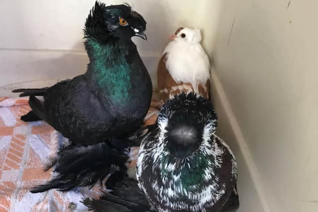 The pigeons were found abandoned in a car park in Washington.