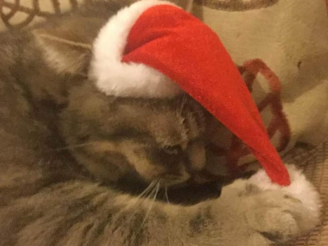 Charlie taking some time to relax before the excitement of Christmas kicks in.