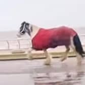 A horse broke loose before running amok on Blackpool Promenade (Credit: The Three Mouseketeers UK)