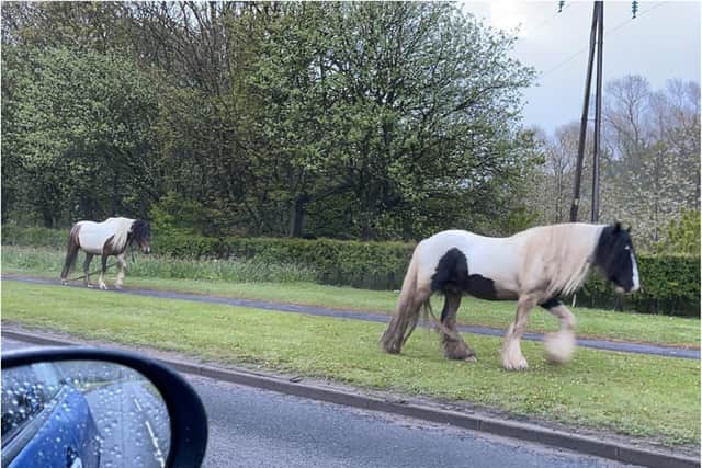 The horses were moved to a nearby field as enquires are carried out to find the owner.