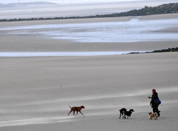 Dog beach bans: The Sunderland beaches where dogs cannot be walked and the dates the rules are in place (Photo by Paul ELLIS / AFP)