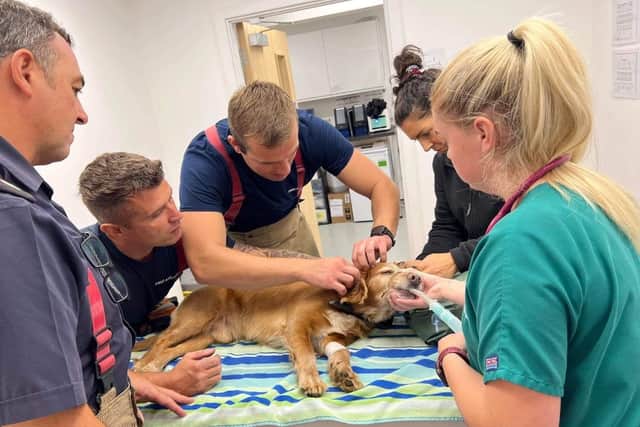 Indi at the veterinary surgery with the TWFRS firefighters from Rainton Bridge Community Fire Station and the vet performing the final stages of the rescue.