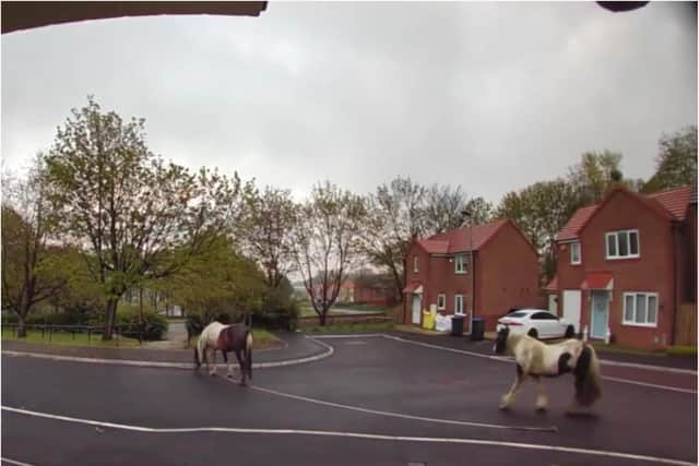 Two horses were spotted wandering the streets in Peterlee.