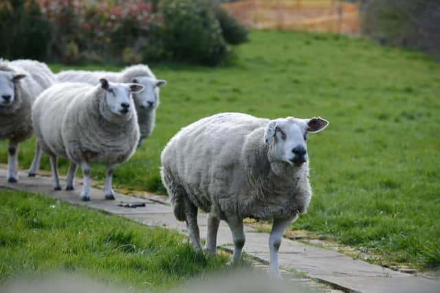 Dawn Smith's four remaining sheep
