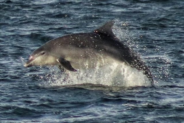 A dolphin visitor jumps out to say hello at Roker. And just at the right time too.