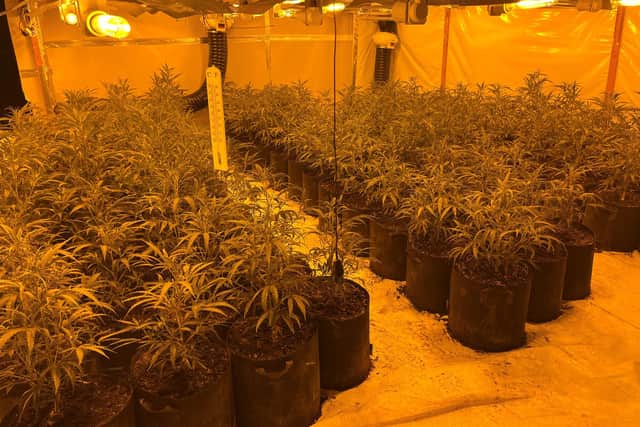 The cannabis plants which were discovered by police officers.