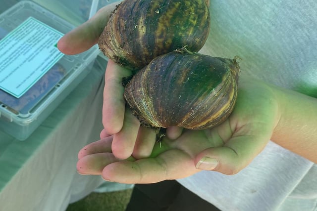A pair of giant snails were on show