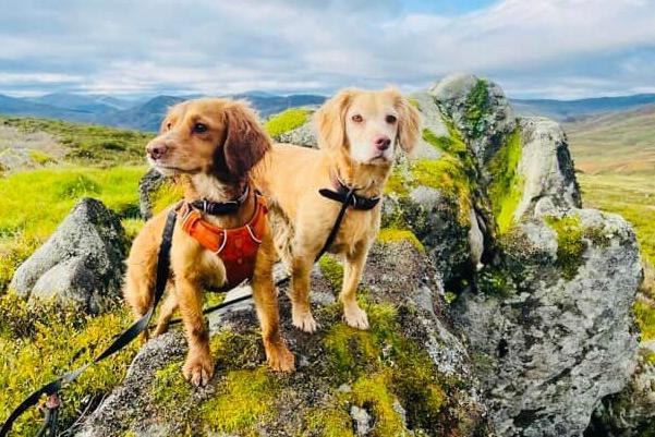 Margo and Piper enjoy some walkies with a view for International Dog Day. How smart do they look?