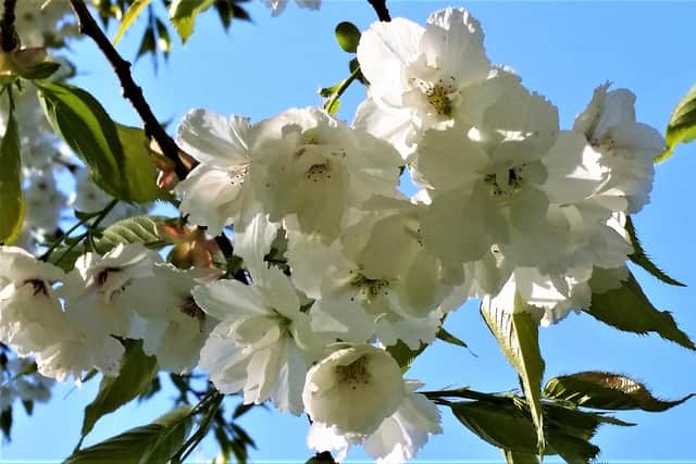 Annie Cramlington Flowers.