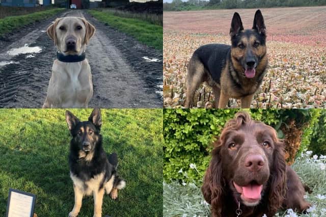 These are just some of the dogs working in the Bedfordshire, Cambridgeshire and Hertfordshire Dog Unit
