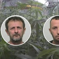 Pair face deportation after Northumbria Police raid cannabis farm near Sunderland