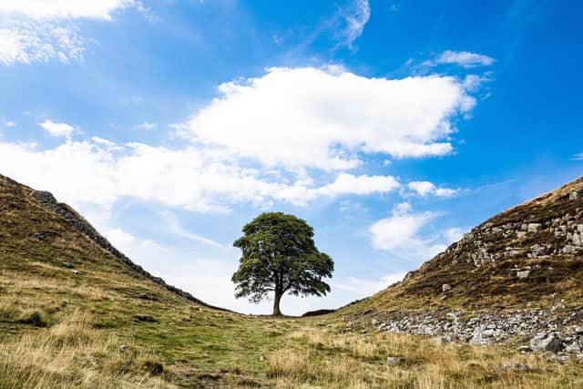 Sycamore Gap, Hadrian's Wall, as it looked before the incident. Picture: Pixabay