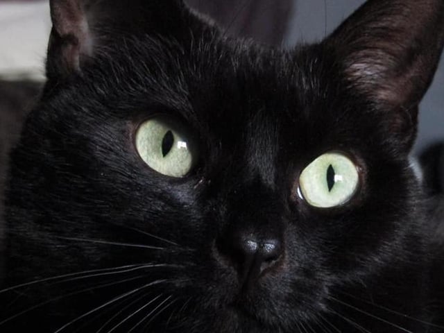 A beautiful close-up portrait of Luna. What a girl!