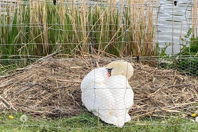 Concerned Wayne Badresingh says the swan was left devastated after all of her cygnets were taken. Photo: Wayne Badresingh