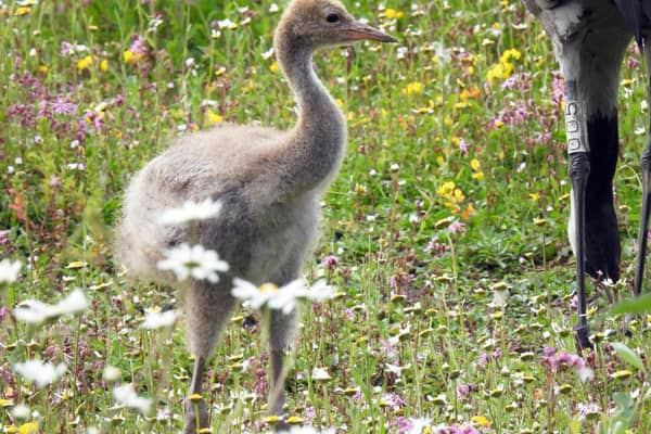 The new common crane chick at WWT Washington Wetland Centre