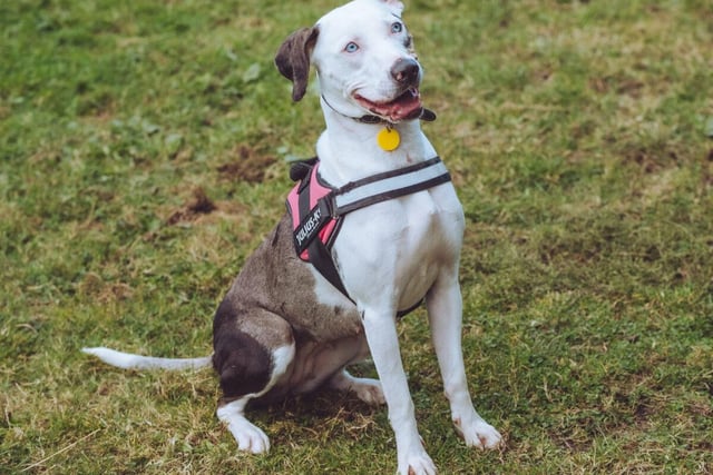 Misty is a two-year-old mixed breed who's had a rougher upbringing than most dogs, but her innocent stare should win you over. She's been with the RSPCA for a while now - every day, she longs for someone to take her in.