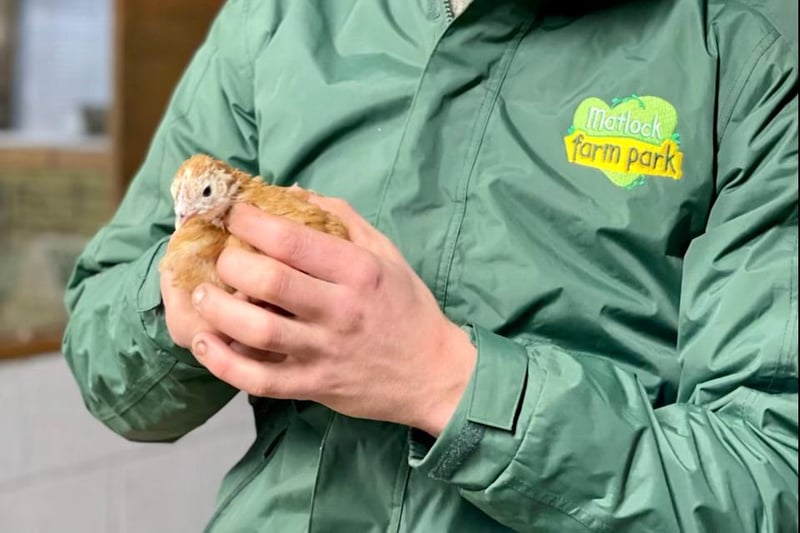 Keeper George Finlay holds a week-old chick during a live Facebook discussion on the lifecycle of a chicken.